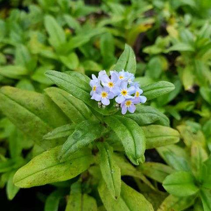 Myosotis scorpioides