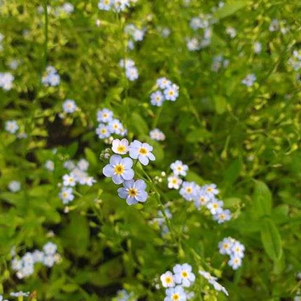 Myosotis scorpioides