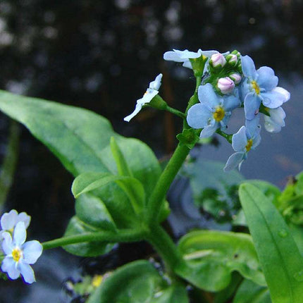 Lincolnshire Pond Plants dragonflies & damselflies  Marginal 8 Pack - DD801