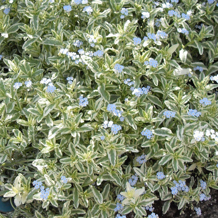 Myosotis scorpiodes variegata