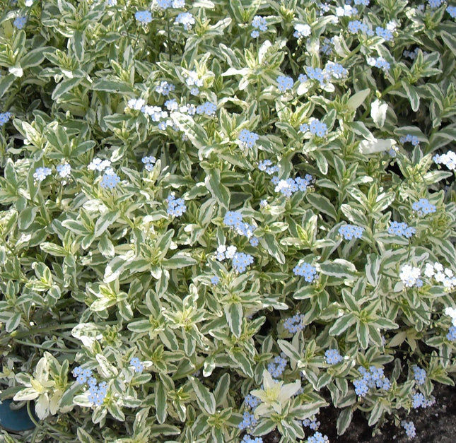 Myosotis scorpiodes variegata