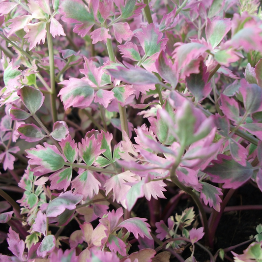 Oenanthe javanica 'Flamingo' - Marginal Pond Plants - MBP088