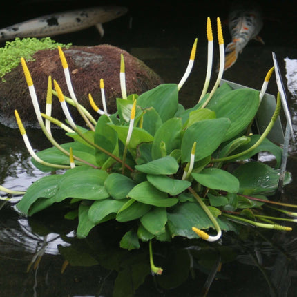 Orontium aquaticum