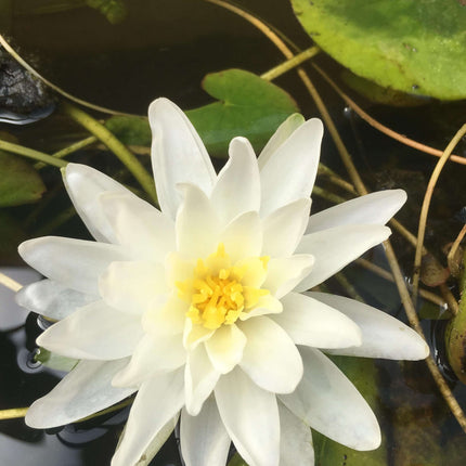 Nymphaea 'Perry's Double White'