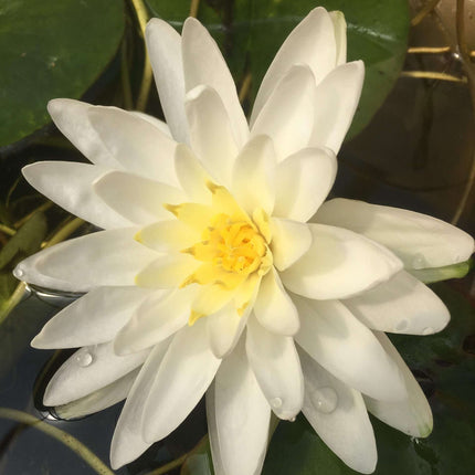 Nymphaea 'Perry's Double White'