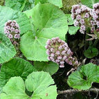 1 / 7cm Bareroot