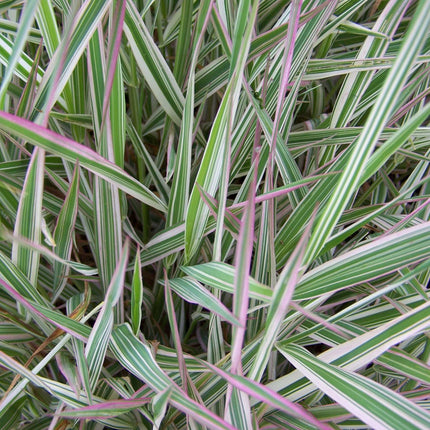 Phalaris arundinacea var picta