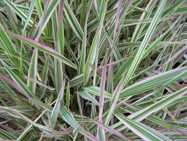 Phalaris arundinacea var picta