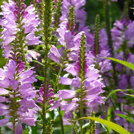 Physostegia virginiana