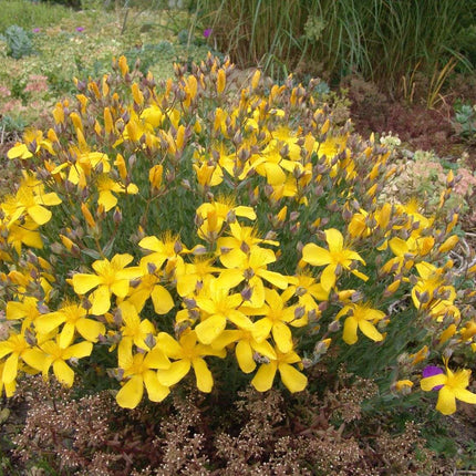 Hypericum polyphyllum 'Grandiflorum'