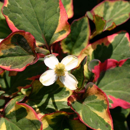 Marginal-Pond-Plants-8-Different-Varieties-Perfect-for-Bees-amp-Other-Pollinatin