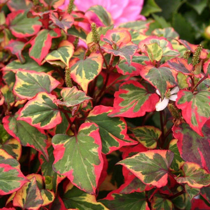 Marginal-Pond-Plants-8-Different-Varieties-Perfect-for-Bees-amp-Other-Pollinatin