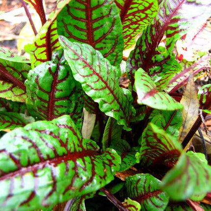 Marginal-Pond-Plants-8-Different-Varieties-Perfect-for-Bees-amp-Other-Pollinatin
