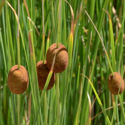 Marginal-Pond-Plants-8-Different-Varieties-Perfect-for-Bees-amp-Other-Pollinatin