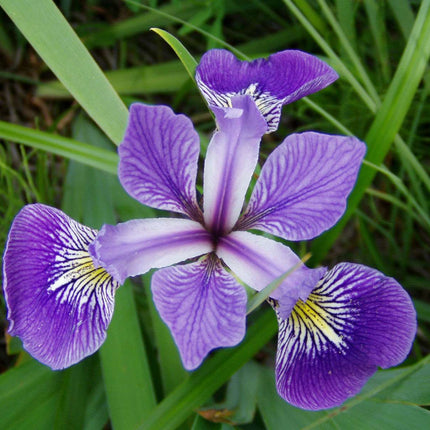Marginal-Pond-Plants-8-Different-Varieties-Perfect-for-Bees-amp-Other-Pollinatin