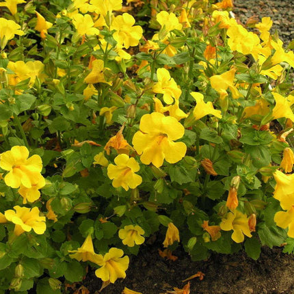 Marginal-Pond-Plants-8-Different-Varieties-Perfect-for-Bees-amp-Other-Pollinatin