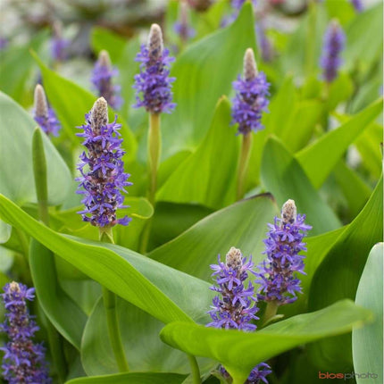 Pontederia cordata lanceolata