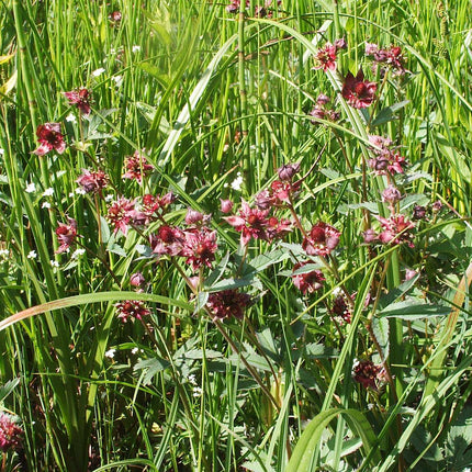 Potentilla palustris