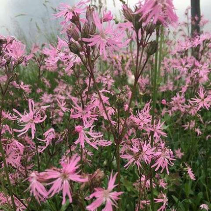 Lychnis flos-cuculi