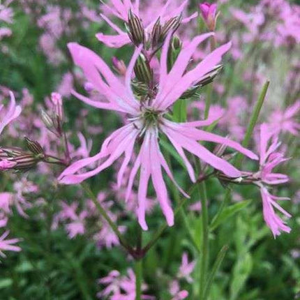 Lychnis flos-cuculi