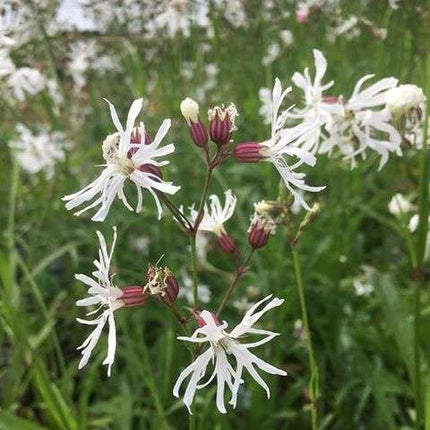 Lychnis flos-cuculi alba