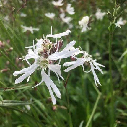 Lychnis flos-cuculi alba