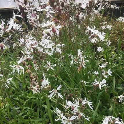 Lychnis flos-cuculi alba