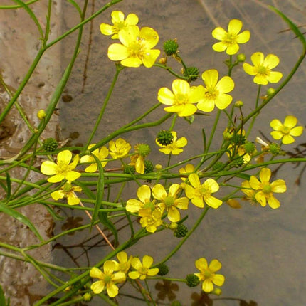 Lincolnshire Pond Plants Native Marginal 8 Pack Potted - NP802