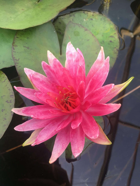 Red Spider Water Lily - Pond Plants - MW21