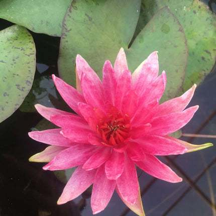 Nymphaea 'Red Spider'