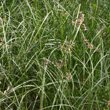 Juncus maritimus