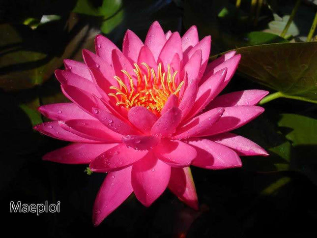 Nymphaea 'Maeploi (Night Bloom)'
