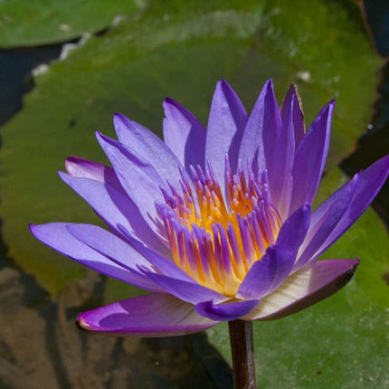 Nymphaea 'Tina'