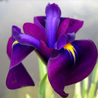 1 / 7cm Bareroot
