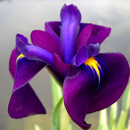 Iris ensata 'Variegata'