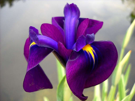 Iris ensata 'Variegata' - Marginal Pond Plants - BP050