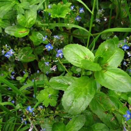 Lincolnshire Pond Plants Native Pack Potted - NNL02