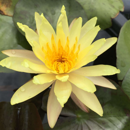 Nymphaea 'Yellow Bangpra'
