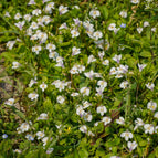 1 / 7cm Bareroot