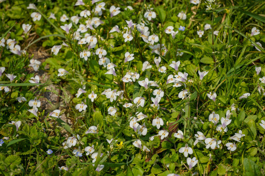 Mazus reptans 'Albus' (White marshflower) - Marginal Pond Plants - BP082