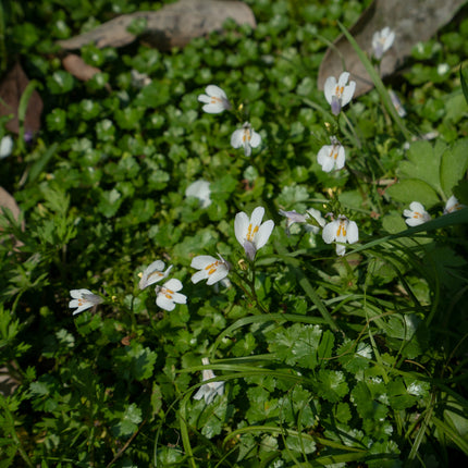 Mazus reptans 'Albus'