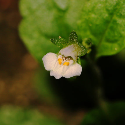 Mazus reptans 'Albus'