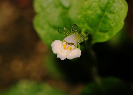 Mazus reptans 'Albus' (White marshflower) - Marginal Pond Plants - BP082