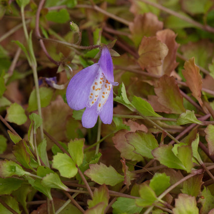 Mazus reptans