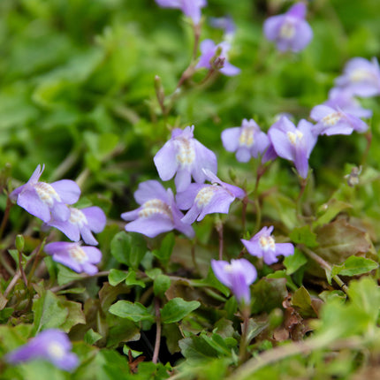 Mazus reptans