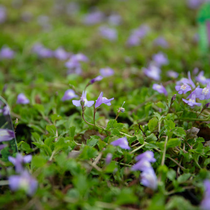 Mazus reptans