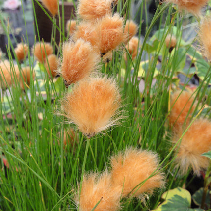 Eriophorum russeolum