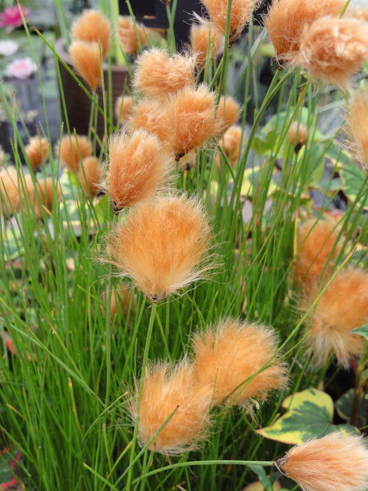 Eriophorum russeoleum - Marginal Pond Plants - MBP036