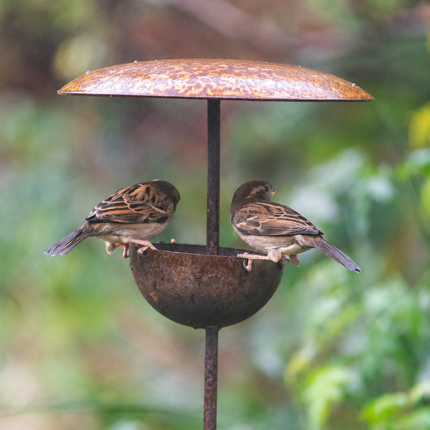Rusty Metal Bird Feeding Stake