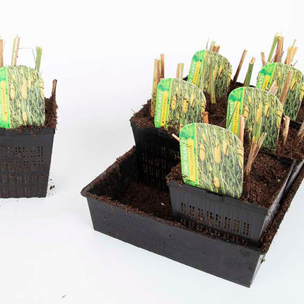 Premium Pond Starter Packs - Pond topup Packs - Oxygenating - Compost and Pots
